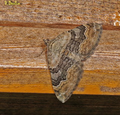 Xanthorhoe quadrifasiata