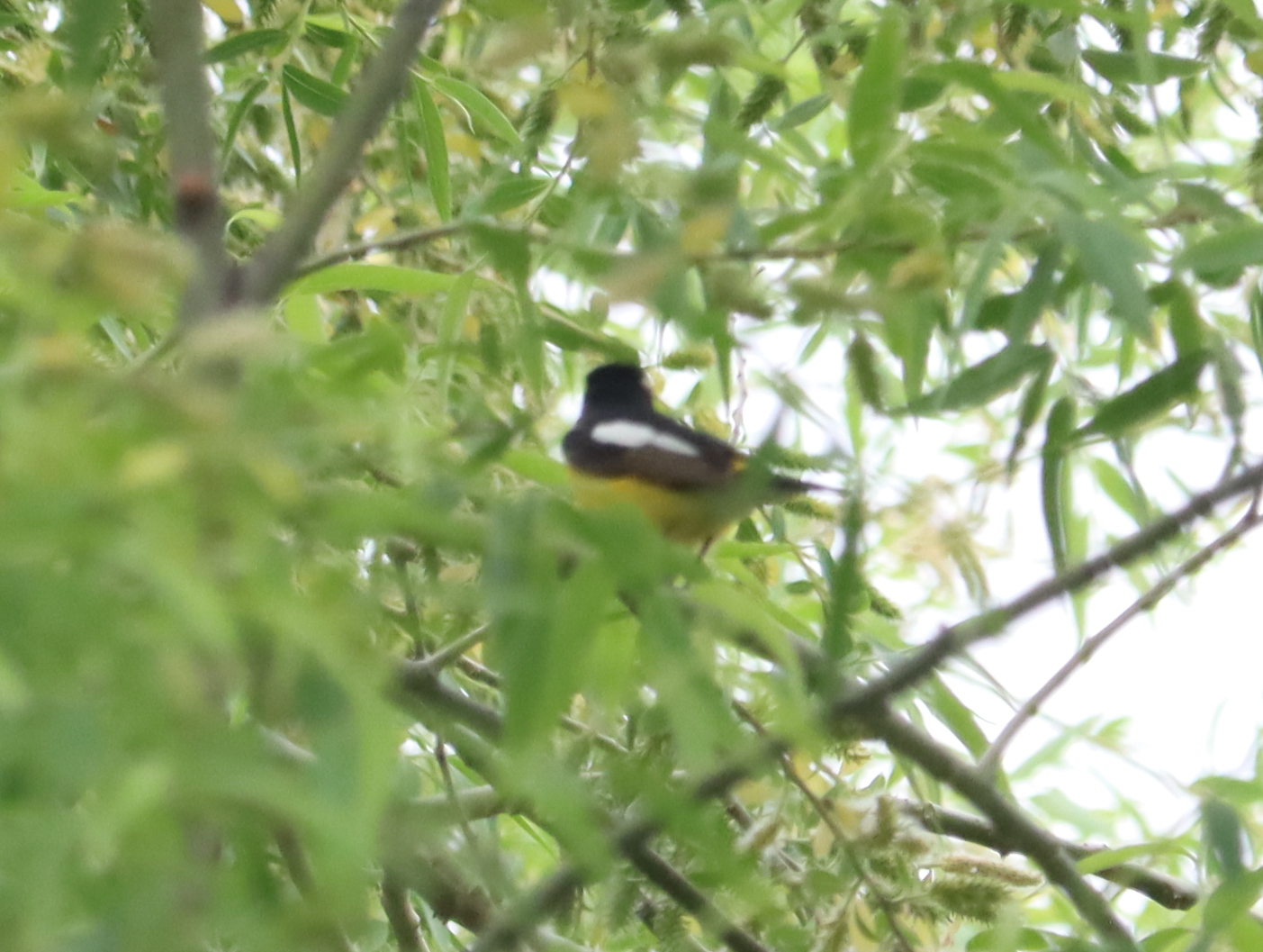 Yellow-rumped Flycatcher