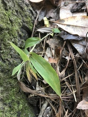 Dichanthelium sphaerocarpon