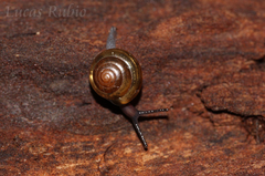 Euconulidae