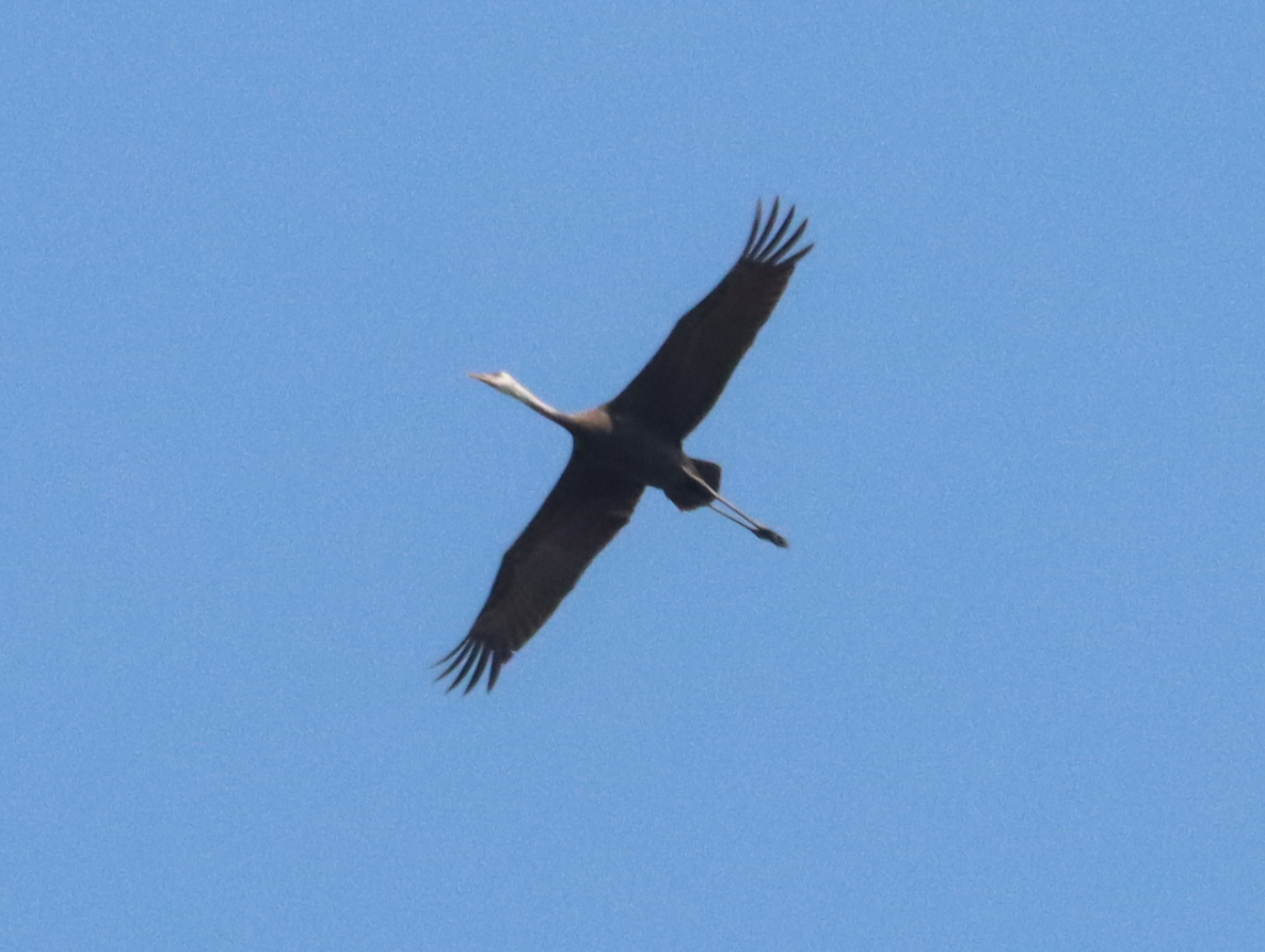 Hooded Crane