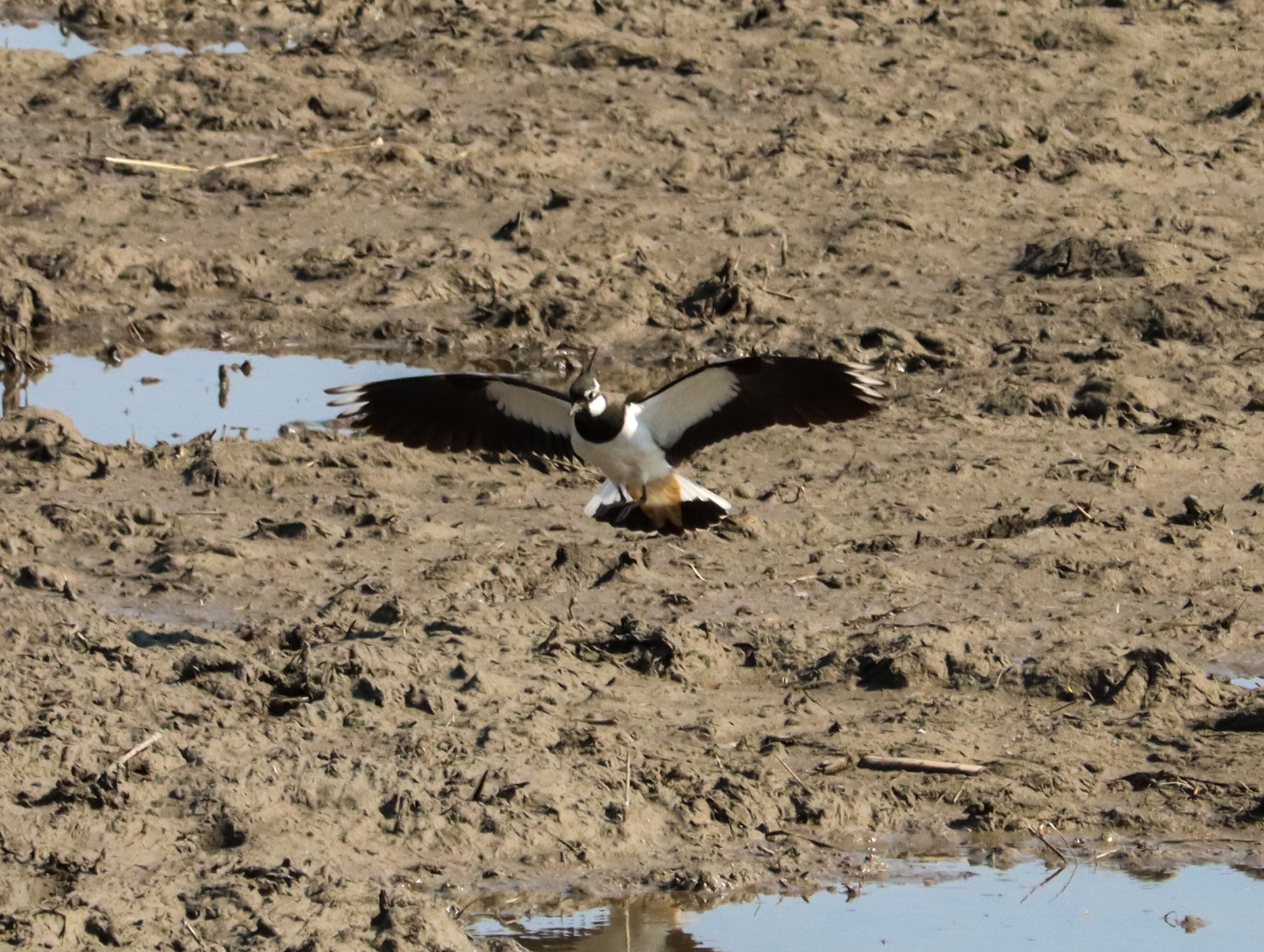 Northern Lapwing