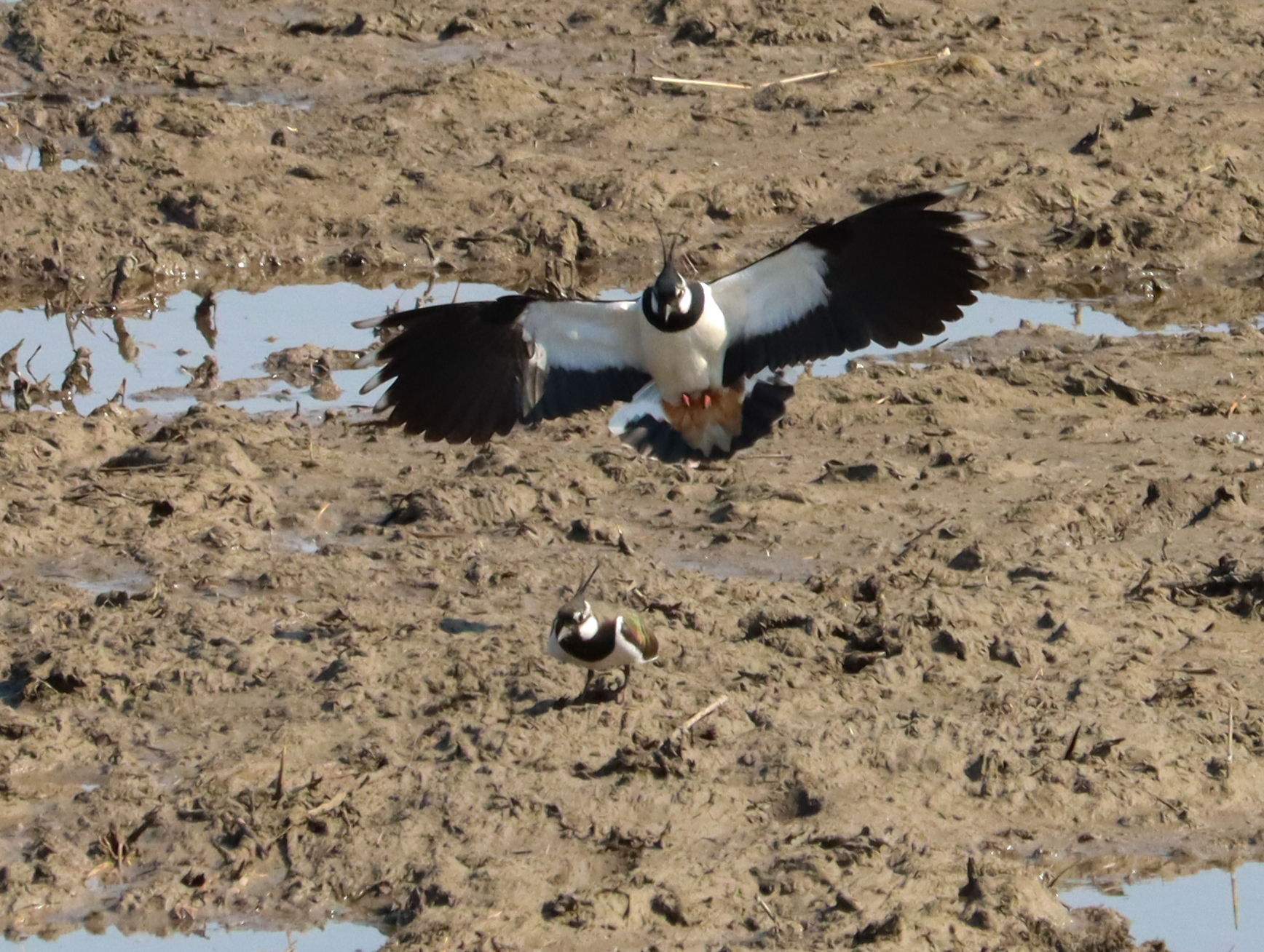 Northern Lapwing