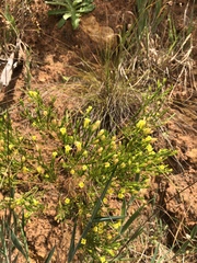 Gnidia juniperifolia
