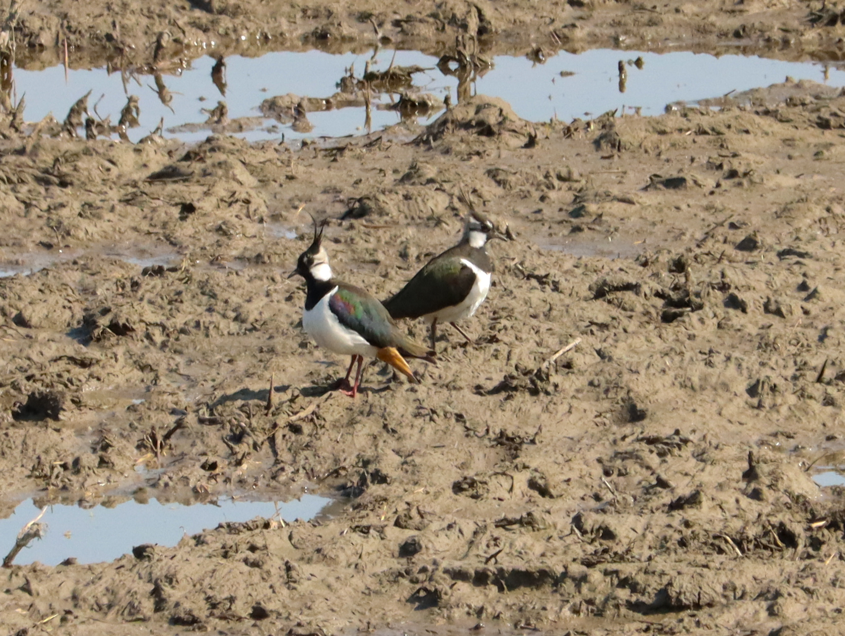 Northern Lapwing