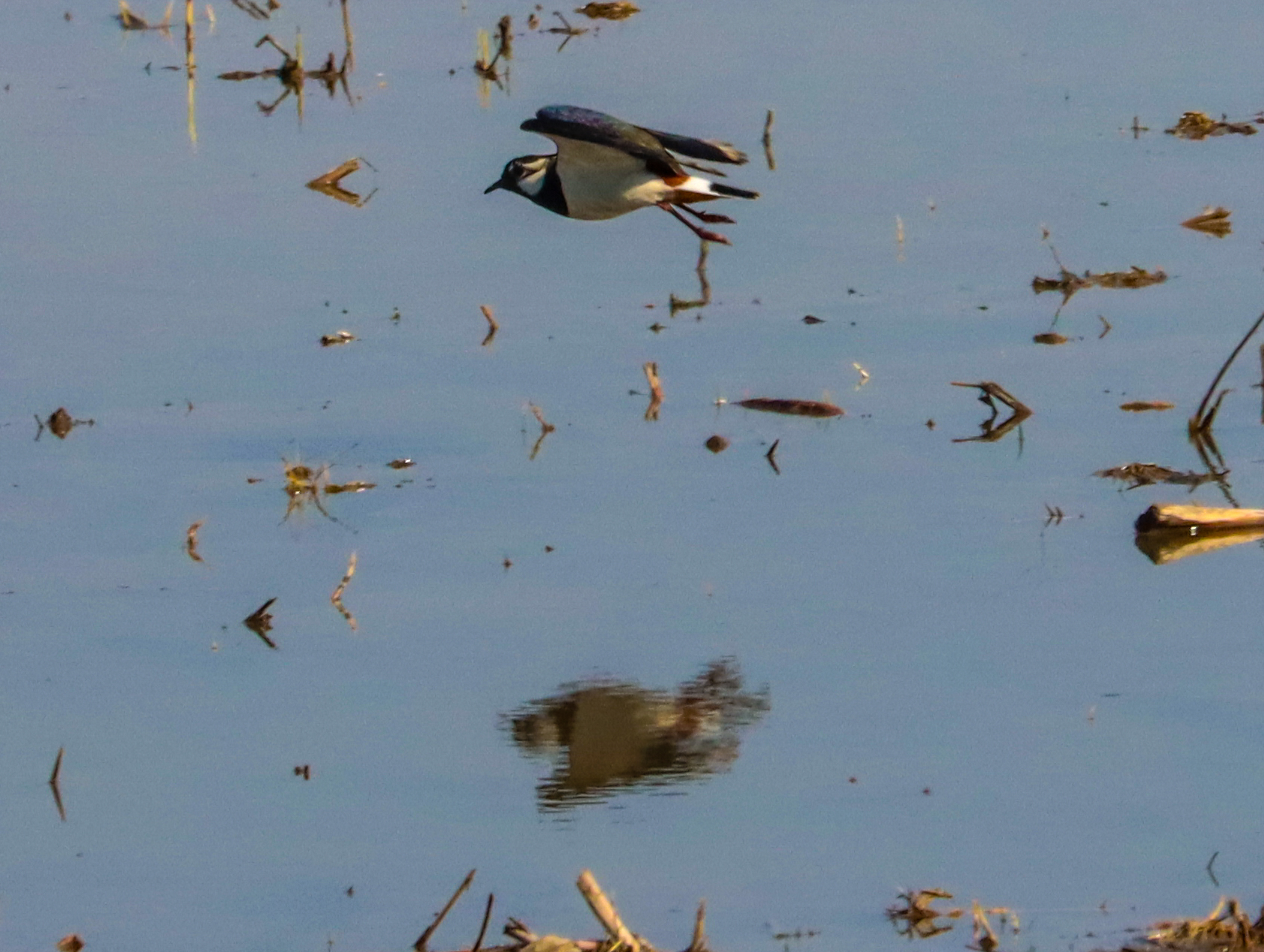 Northern Lapwing