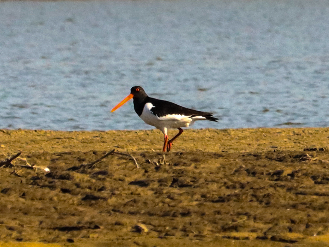 Eurasian Oystercatcher