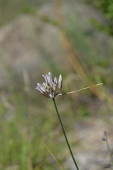Allium alexandrae