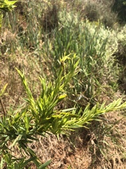 Aspalathus monosperma