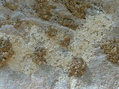 Calodactylodes illingworthorum