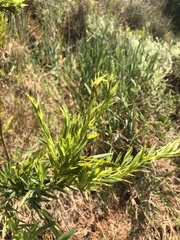 Aspalathus monosperma