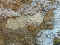 Calodactylodes illingworthorum