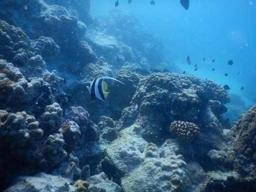 Pennant coralfish