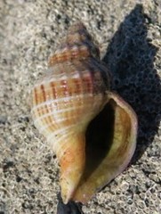Austrofusus glans