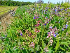 Salvia officinalis