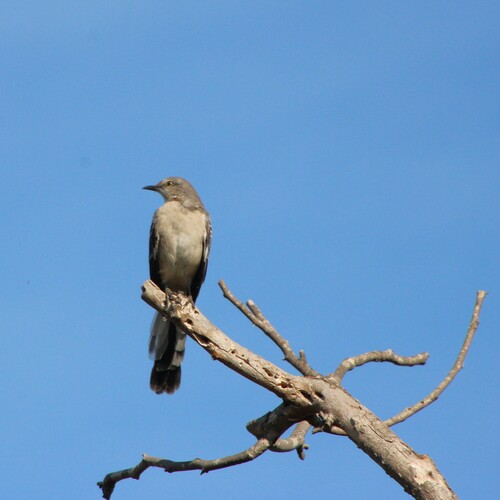 iNaturalist observation photo of Northern Mockingbird