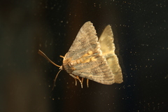 Catocala eutychea