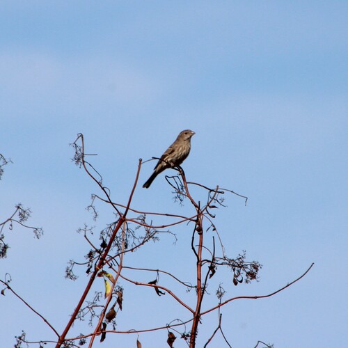 iNaturalist observation photo of House Finch