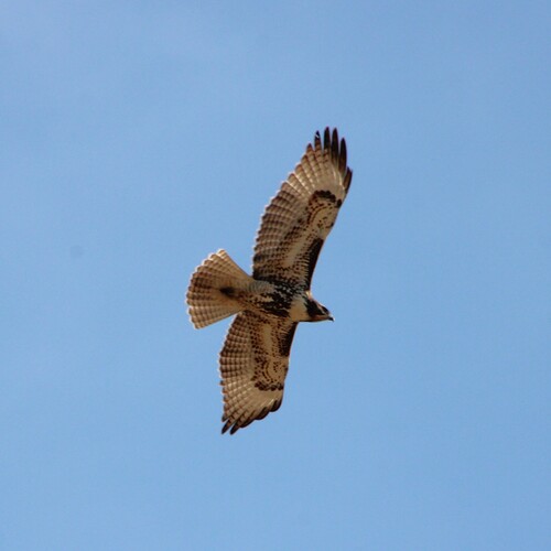 iNaturalist observation photo of Red-tailed Hawk
