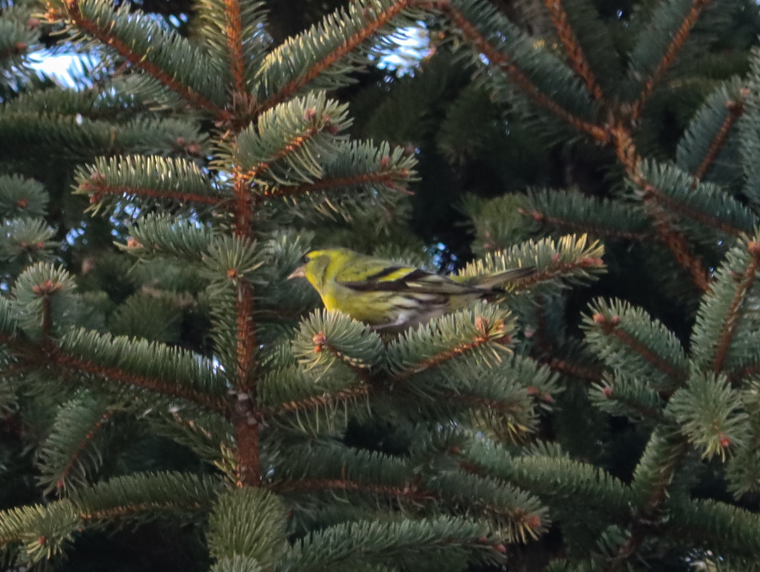 Eurasian Siskin
