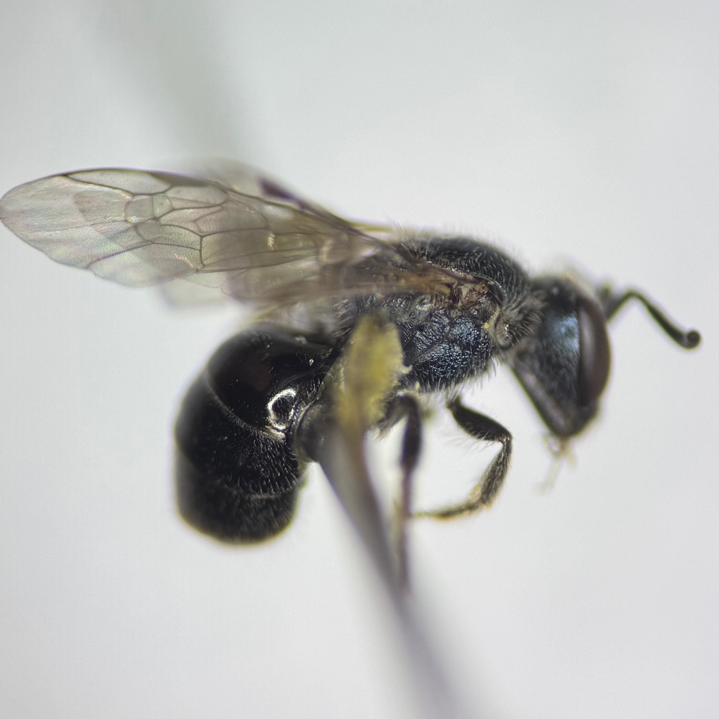 Oblong Sweat Bee