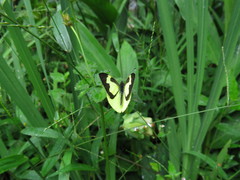 Leptophobia