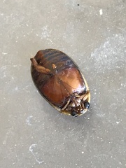Thermonectus nigrofasciatus
