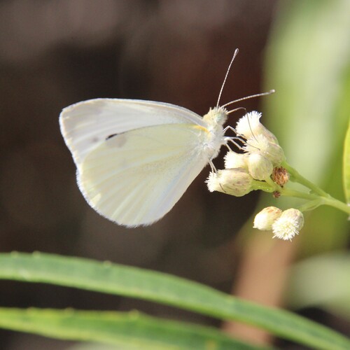 iNaturalist observation photo of Small White