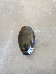 Thermonectus nigrofasciatus