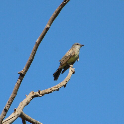 iNaturalist observation photo of Cassin's Kingbird