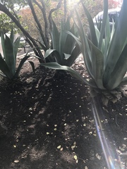 Agave salmiana