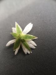 Cerastium holosteoides