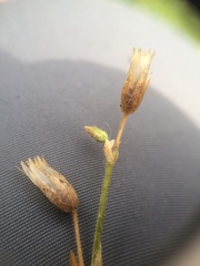 Cerastium holosteoides
