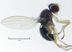 Scaptomyza fuscitarsis