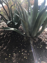 Agave salmiana