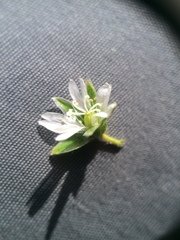 Cerastium holosteoides