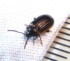 Microtheca ochroloma