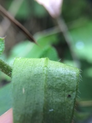 Cerastium holosteoides