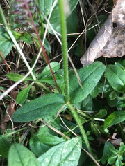 Cerastium holosteoides