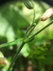 Cerastium holosteoides