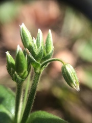 Cerastium holosteoides