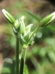 Cerastium holosteoides