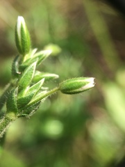 Cerastium holosteoides