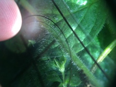 Cerastium holosteoides