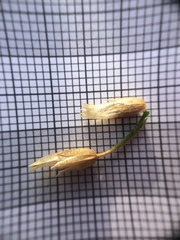 Cerastium holosteoides