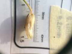 Cerastium holosteoides