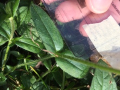 Cerastium holosteoides