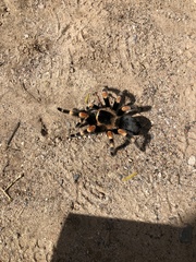 Brachypelma