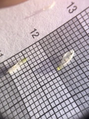 Cerastium holosteoides