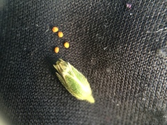 Cerastium holosteoides